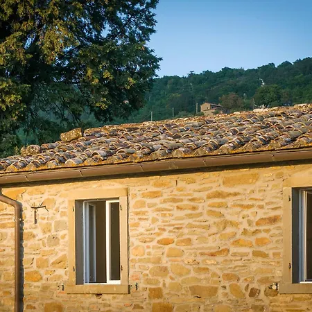 Fringuello Cortona